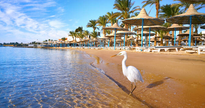 White heron stands on a golden sand beach in Hurghada